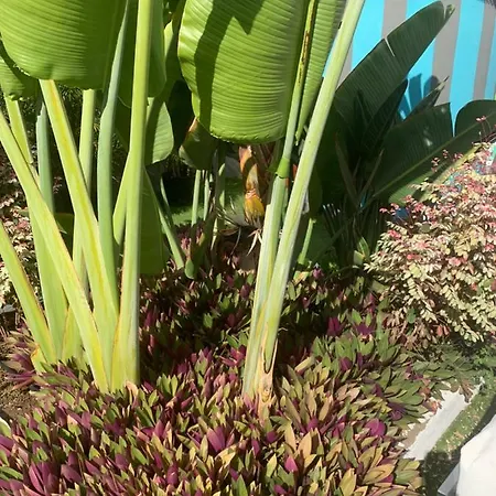 The Vintage Club Bed & Breakfast